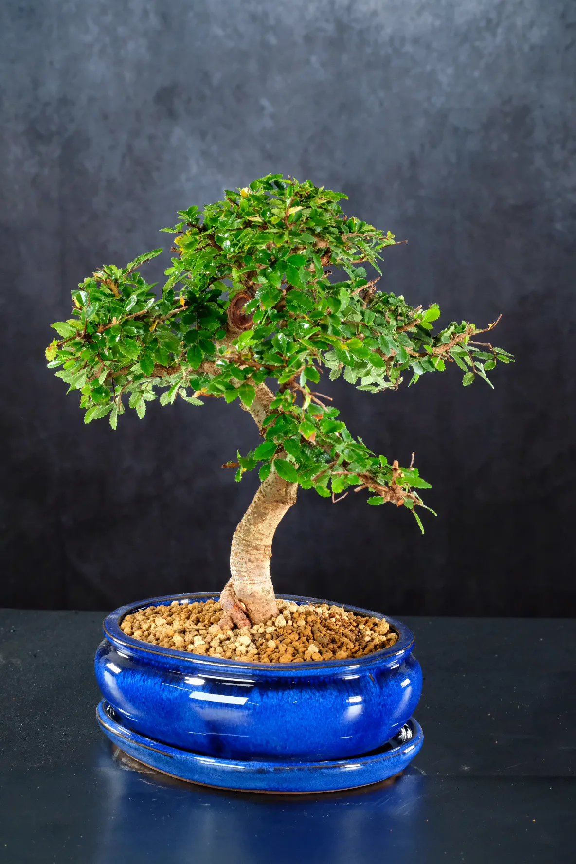 Striking Elm bonsai for sale in Royal Blue brand new bonsai pot