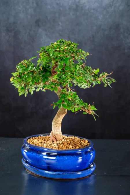 Spectacular quality Zelkova bonsai for sale