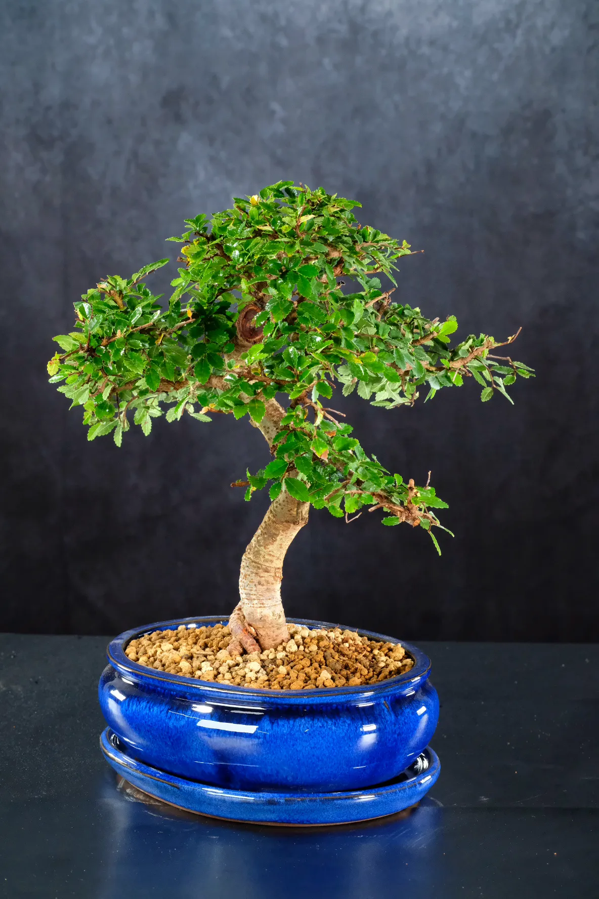 Spectacular quality Zelkova bonsai for sale