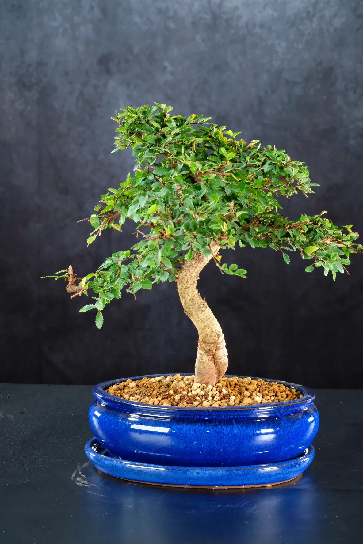 Chinese Elm (Ulmus parvifolia) easy care indoor bonsai tree for sale