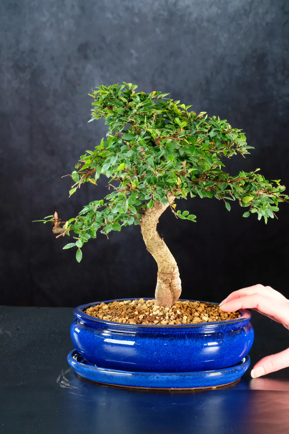 Premium Very Twisty Chinese Elm Easy Care Bonsai Plant – Artistic Elegance