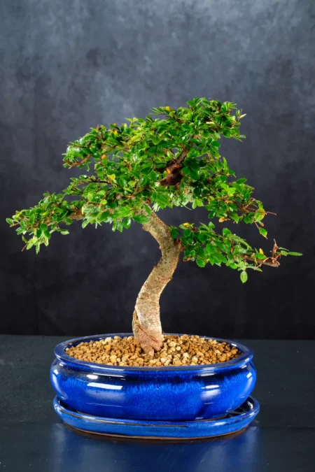Easy Care Bonsai Plant | Artistic Highly Twisty Chinese Elm