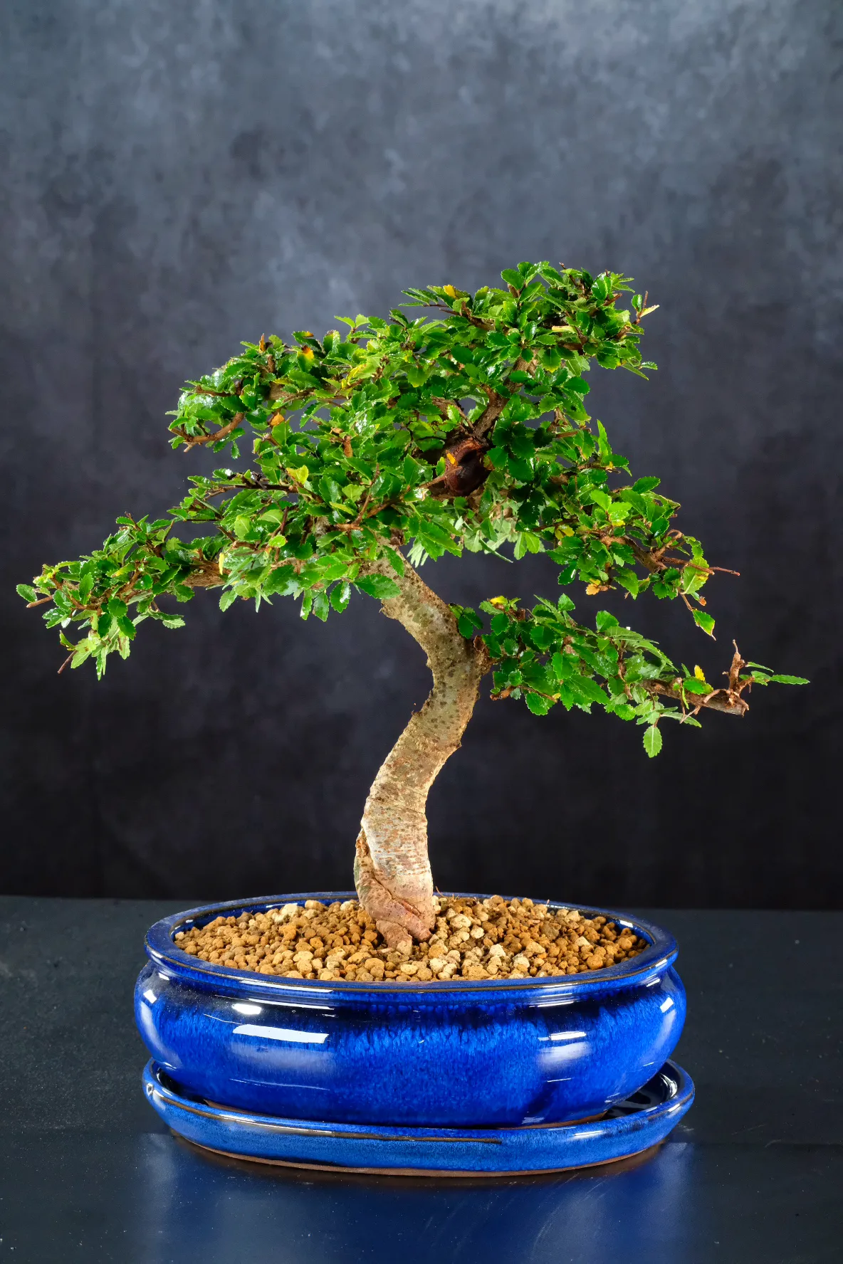 Easy Care Bonsai Plant | Artistic Highly Twisty Chinese Elm