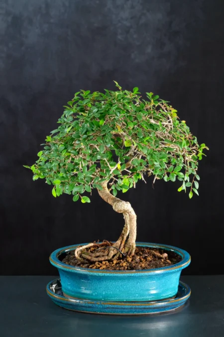 Supreme Ulmus parvifolia Bonsai Tree
